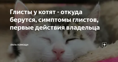 Капли на холку от блох и глистов для котят Диронет спот-он 1 пип (3) купить  в Екатеринбурге | / | Заповедник