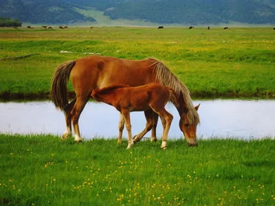 Лошади и глисты | EquiLife.ru - Первый Конный журнал online