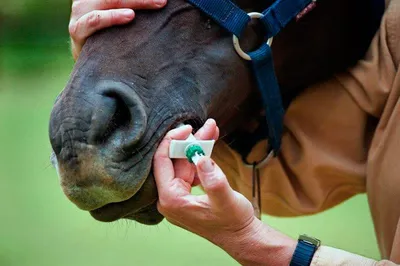 Болезни лошади, симптомы, прививание, вакцинация