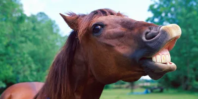 Нутталлиоз: паразит может сохраняться в крови лошадей более 18 лет