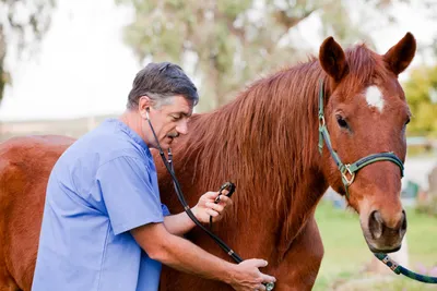 FAQ о стоматологии лошадей на доступном языке – Компания KORS