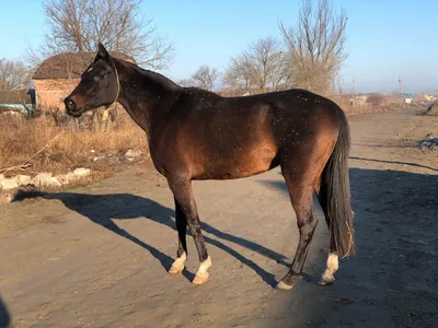 Статьи, Как понять, что у лошади язва желудка? | Prokoni.ru