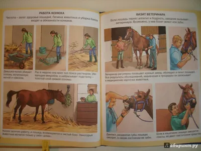 3 неврологических заболевания лошадей, о которых важно знать