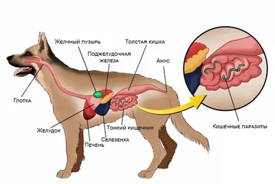Глисты у собак: симптомы, признаки, лечение и профилактика. | Домашние  животные - самое важное | Дзен