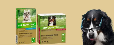 Дронтал плюс таблетки со вкусом мяса от гельминтов для собак мелких и  средних пород, 6 штук - купить с доставкой по выгодным ценам в  интернет-магазине OZON (656280964)