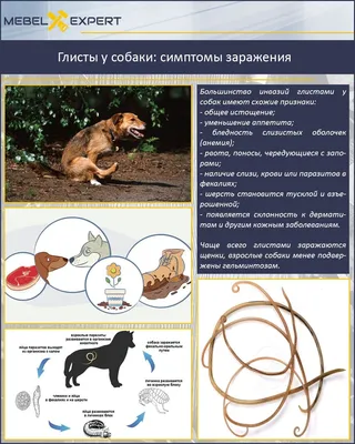 Bayer Advocate Средства от блох, клещей и глистов для собак от 10 до 25 кг,  3 пипетки 8 г (8889680) - купить на Korm.com.ua