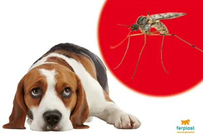 Ленточные гельминты (глисты) у собаки: виды, симптомы, признаки, лечение