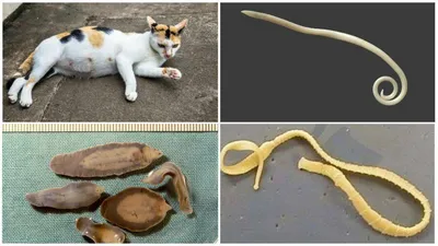 Глисты у кошек: симптомы и признаки, как выглядят, виды и лечение гельминтов
