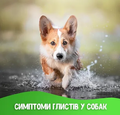 Черви в кале у собаки (68 фото) - картинки sobakovod.club