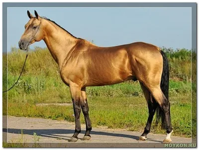 Мухортый конь (65 фото) - красивые фото и картинки pofoto.club
