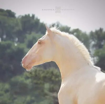 Какие масти лошадей вам Не нравятся? | Страница 6 | Prokoni.ru