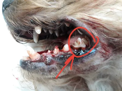 Гнойный остеомиелит нижней челюсти у собаки.