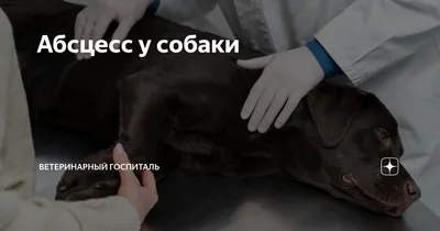 Ювенильный вагинит собак | Ветеринарная клиника доктора Шубина