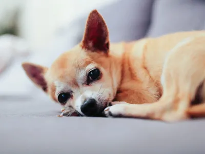 Липома (жировик) у собаки - симптомы, лечение, фото
