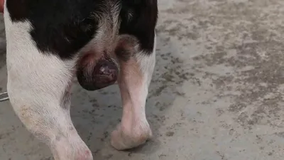 Лечение ФИП у собаки в ветеринарной клинике Живаго в Омске
