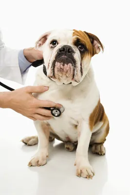 Артриты (остеоартрозы) у собак: диагностика и лечение - СитиВет, СПб