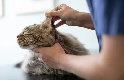 Опухоли церуминозных желез кошек | Ветеринарная клиника доктора Шубина