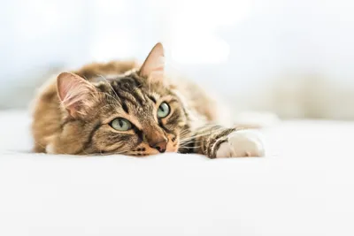 Отит у кошек: причины, симптомы и лечение, фото