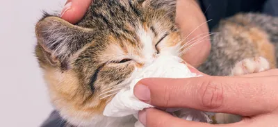 Стафилококк у кошек: причины возникновения, медикаментозное лечение и  профилактика | Vetera