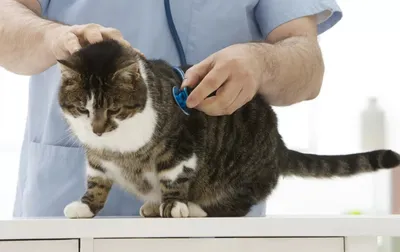 Мастит у кошки - лечение в домашних условиях гнойного, серозного мастита у  кошек