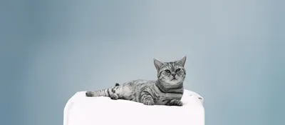 Легче оформить ипотеку, чем взять кошку из приюта | ВКонтакте