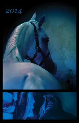 Nani-studio: Символ года 2014 - синяя лошадь.Symbol of the year 2014 - blue  horse