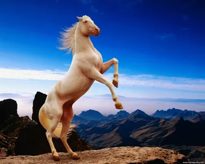 Новый Год лошади стоковое изображение. изображение насчитывающей погода -  32452929