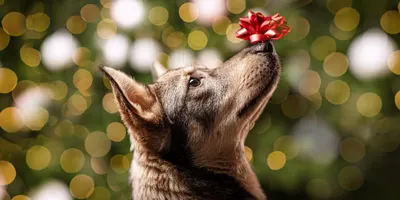 Календарь на Год собаки – 2018: подарок для читателей РИА Томск - РИА Томск