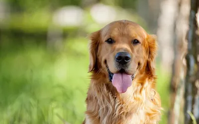 Что нужно знать о щенках золотистого ретривера | Golden Retriever | Дзен