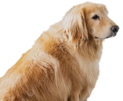 Золотистый (голден) ретривер - солнечная собака | Гавкуша | Дзен