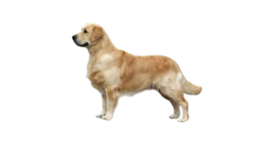 Собака Золотистый Ретривер Щенок - Бесплатное фото на Pixabay - Pixabay