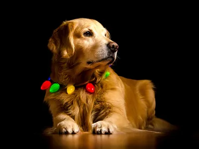 Симпатичная собака золотистый ретривер…» — создано в Шедевруме