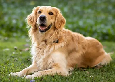 Голден ретривер (фото): Одна из умнейших пород собак | Golden retriever,  Dogs golden retriever, Top 10 dog breeds