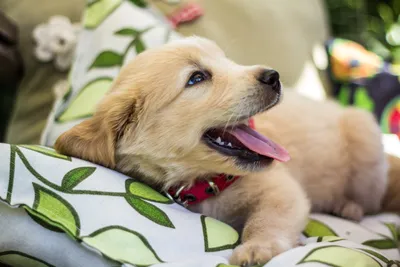 Щенок голден ретривера в 4 месяца – Питомник собак золотистых (голден)  ретриверов, щенки