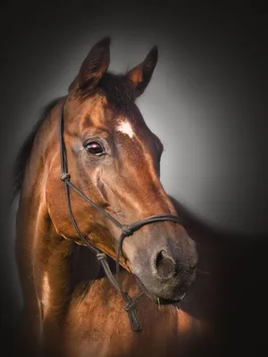 Голова коня (33 фото) | Черная лошадь, Ахалтекинская лошадь, Лошади