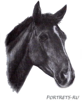 Лошадь Конь Дикий Голова - Бесплатное фото на Pixabay - Pixabay