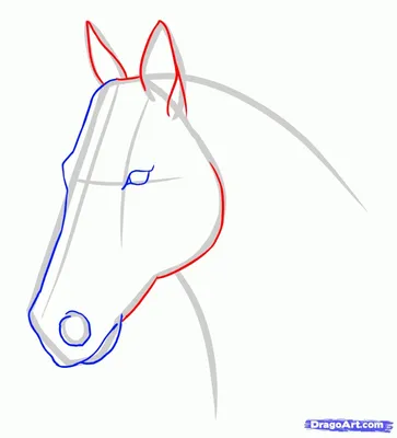 Конская графика, голова лошади Аппалуза, Лошадь, стоковая фотография png |  PNGEgg