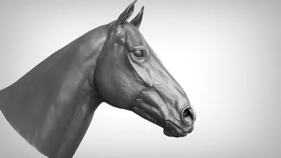 Голова лошади рисунок поэтапно | Эскизы животных, Рисунки животных,  Художественные зарисовки