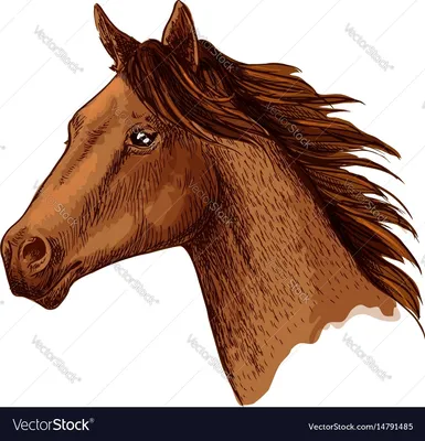 Голова коня (33 фото) | Лошадь обои, Лошадиные породы, Фотографии лошадей