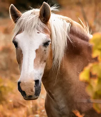 Голова лошади, портрет лошади Стоковое Изображение - изображение  насчитывающей лошадь, глаз: 160095649