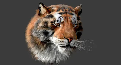 Тигр Голова Тигра Животное - Бесплатное фото на Pixabay - Pixabay