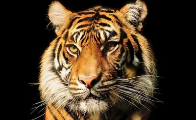 Голова тигра покрашенная в акварели Иллюстрация штока - иллюстрации  насчитывающей жизнерадостно, выражение: 79811585