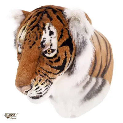 Голова Тигра. Крупным Планом Лицо Тигра. Тигр На Черном Фоне Фотография,  картинки, изображения и сток-фотография без роялти. Image 26710209