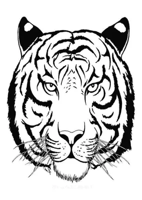 голова тигра, тигры, рисунок тигра, печать тигра png | Klipartz