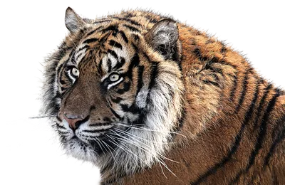 Голова тигра стоковое фото ©EmiliaU 8230600