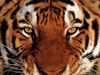 Голова тигра - 53 фото | Тигр, Бенгальский тигр, Животные