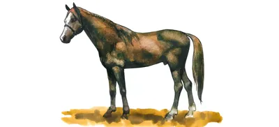 Голштинская порода лошадей | Лошади | Дзен