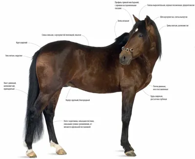 Голштинская порода лошадей - Мой Конь