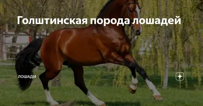 Capitano Paul Z, a Holsteiner stallion with Chubari spots! | Лошадиные  породы, Голштинская лошадь, Серые лошади