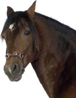 Голштинские лошади | Коневодство | Голштинская порода лошадей - YouTube